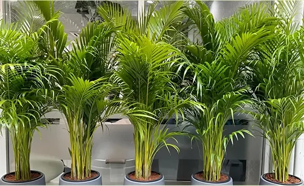 indoorplantmaintenance-img