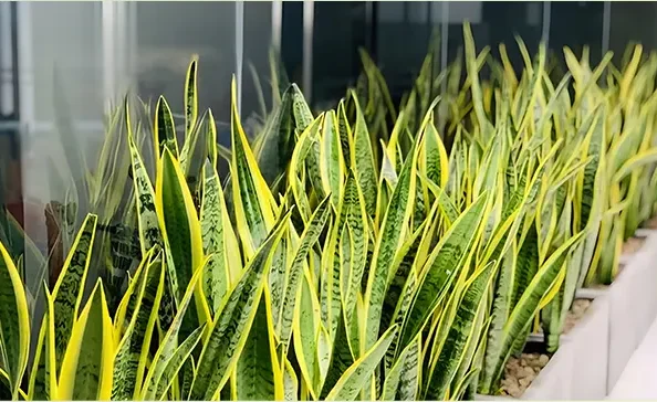 outdoorPlanters-img